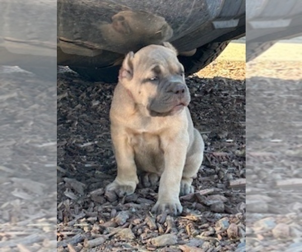Medium Photo #2 Cane Corso Puppy For Sale in OCEANSIDE, CA, USA