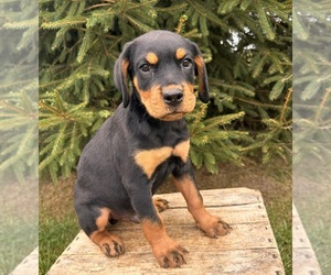 Rottweiler Puppy for sale in MIDDLEBURY, IN, USA