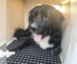 Mutt Dogs for adoption in San Antonio, TX, USA
