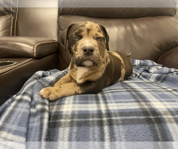 Medium Photo #102 American Bully Puppy For Sale in REESEVILLE, WI, USA