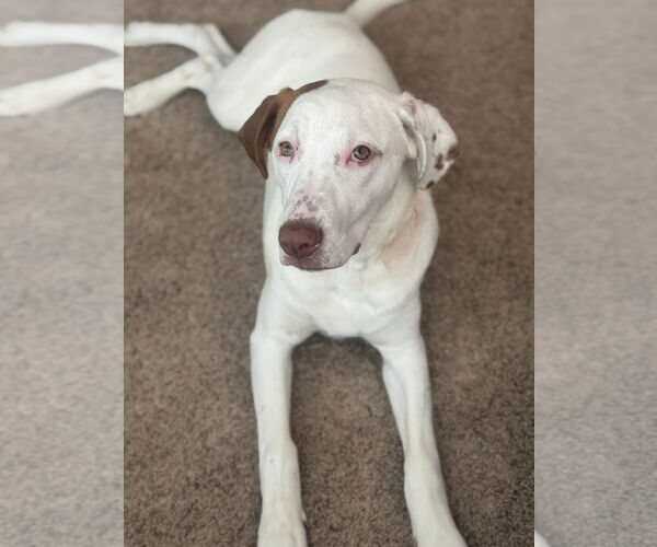 Medium Photo #9 Bullboxer Pit Puppy For Sale in Germantown, OH, USA