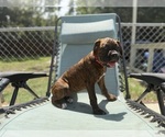 Small #1 Boxer