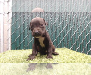 Mutt Dogs for adoption in Downey, CA, USA