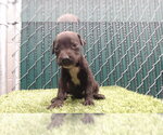 OREO - Male Mutt Dog for Adoption - Small photo