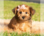 Small #6 Yorkipoo
