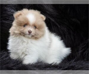 Pomeranian Puppy for sale in WEST PALM BEACH, FL, USA