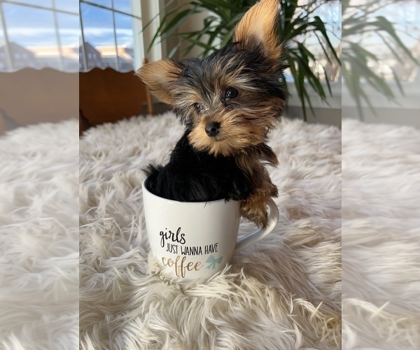 Medium Photo #3 Yorkshire Terrier Puppy For Sale in ELKTON, KY, USA