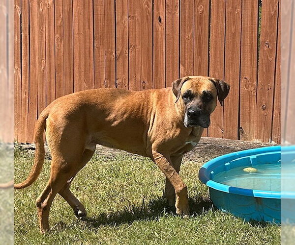 Medium Photo #3 Boxador Puppy For Sale in Wetumpka, AL, USA