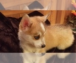 Small Photo #5 Pomsky Puppy For Sale in CENTRALIA, MO, USA