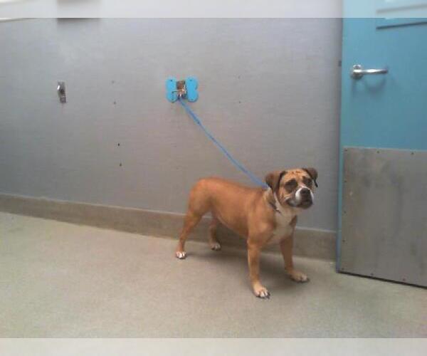 Medium Photo #1 American Pit Bull Terrier-Unknown Mix Puppy For Sale in Las Vegas, NV, USA