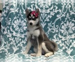 Small #6 Pomsky