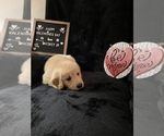 Small Photo #5 Golden Retriever Puppy For Sale in WINTER PARK, FL, USA