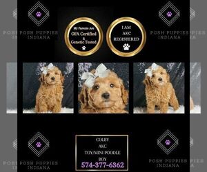 Poodle (Miniature) Puppy for sale in WARSAW, IN, USA