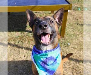 German Shepherd Dog-Unknown Mix Dogs for adoption in San Antonio, TX, USA