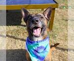 Small German Shepherd Dog Mix