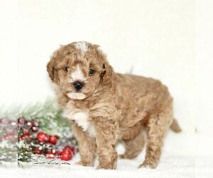 Poodle (Toy) Puppy for sale in PARADISE, PA, USA