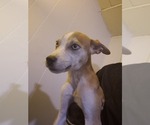 Small #1 Labrador Retriever-Siberian Husky Mix
