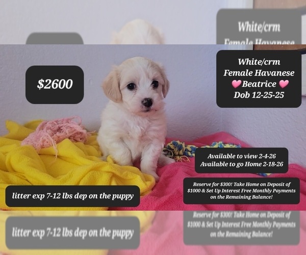 Medium Photo #1 Havanese Puppy For Sale in TUCSON, AZ, USA