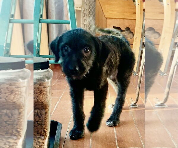 Medium Photo #4 Labradoodle Puppy For Sale in Wheaton, IL, USA