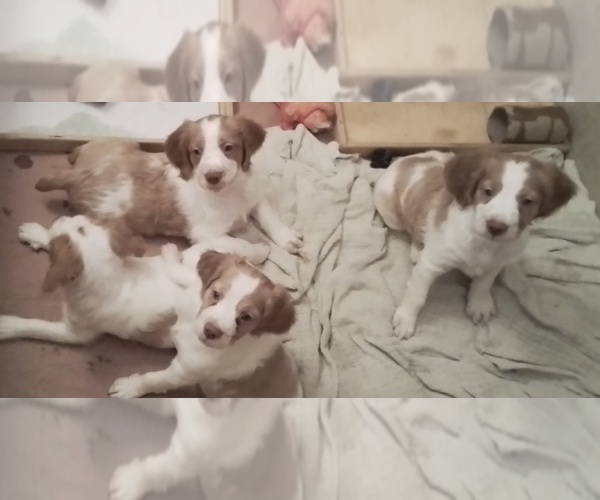 Medium Photo #1 Brittany Puppy For Sale in GILBERT, AZ, USA