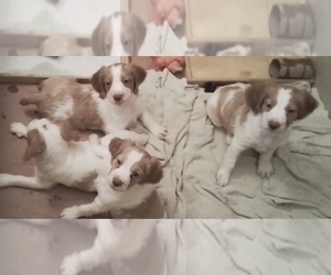 Brittany Puppy for sale in GILBERT, AZ, USA