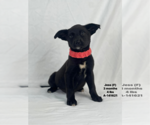 Mutt Dogs for adoption in Woodbury, NY, USA