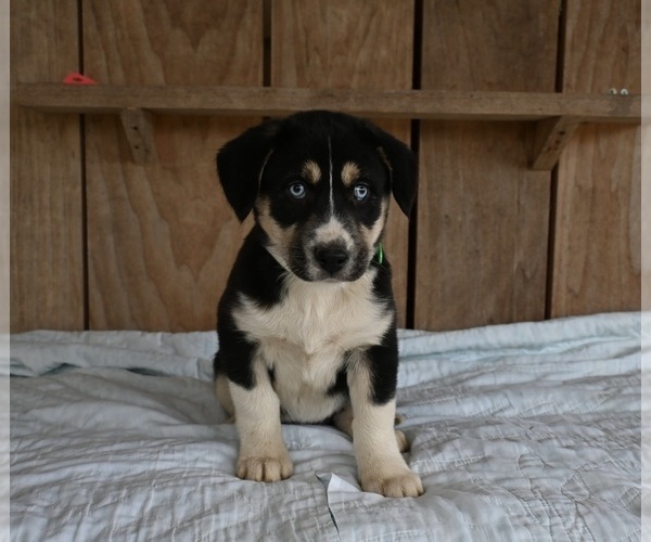 Medium Photo #1 Beabull-Siberian Husky Mix Puppy For Sale in MILLERSBURG, OH, USA