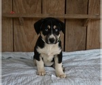 Small Photo #1 Beabull-Siberian Husky Mix Puppy For Sale in MILLERSBURG, OH, USA