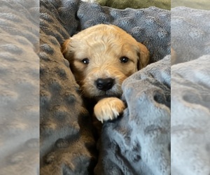 Goldendoodle Puppy for sale in ELMA, WA, USA