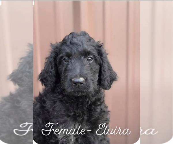 Medium Photo #6 Goldendoodle Puppy For Sale in MINCO, OK, USA