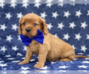 Golden Retriever Puppy for sale in LANCASTER, PA, USA