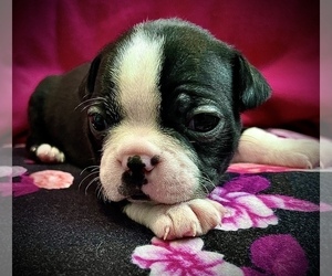 Boston Terrier Puppy for Sale in WEBB CITY, Missouri USA