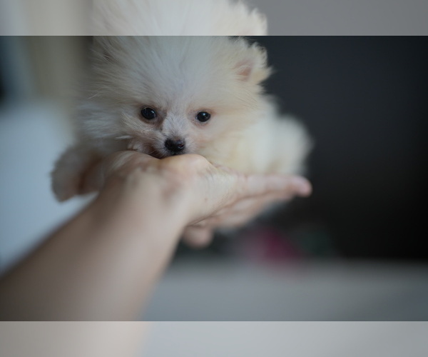 Medium Photo #19 Pomeranian Puppy For Sale in JACKSONVILLE, FL, USA