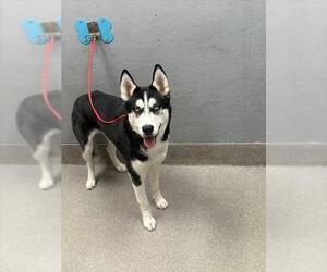 Siberian Husky-Unknown Mix Dogs for adoption in Las Vegas, NV, USA