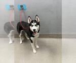 Small Siberian Husky Mix