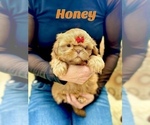 Small Photo #1 Shih Tzu Puppy For Sale in LAWRENCEVILLE, GA, USA
