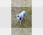 Small #2 Boxer