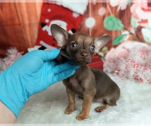 Medium Photo #2 Chihuahua Puppy For Sale in CARTHAGE, TX, USA