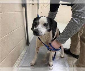 Beagle-Unknown Mix Dogs for adoption in Conroe, TX, USA