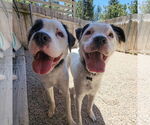 Small #2 American Staffordshire Terrier