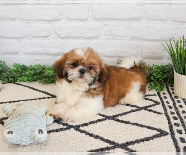 Medium Photo #10 Shih Tzu Puppy For Sale in SYRACUSE, IN, USA