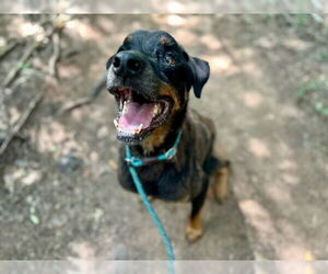 Rottweiler-Unknown Mix Dogs for adoption in Charlotte, NC, USA