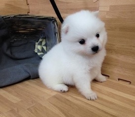 Japanese Spitz Puppy for sale in SAN JOSE, CA, USA