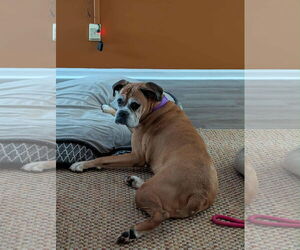Medium Boxer