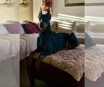 Small Photo #5 Doberman Pinscher Puppy For Sale in MADERA, CA, USA