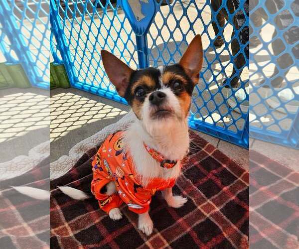 Medium Photo #1 Chihuahua-Unknown Mix Puppy For Sale in Catasauqua, PA, USA