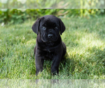 Small Photo #18 Cane Corso Puppy For Sale in WAKARUSA, IN, USA