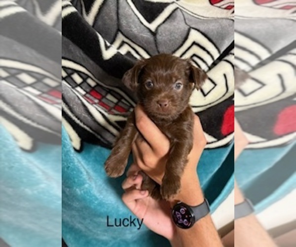 Medium Photo #32 Shorkie Tzu Puppy For Sale in SCOTTSDALE, AZ, USA
