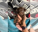 Puppy Lucky Shorkie Tzu