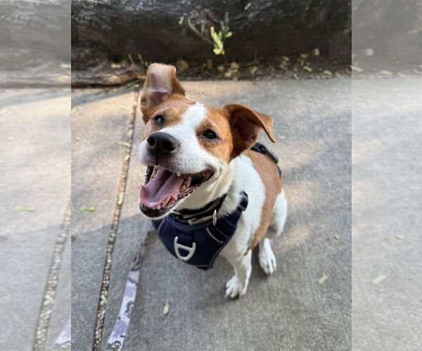 Medium Photo #56 Mutt Puppy For Sale in Philadelphia, PA, USA